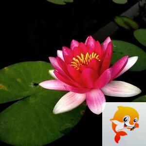 曾经🎤V娱热点