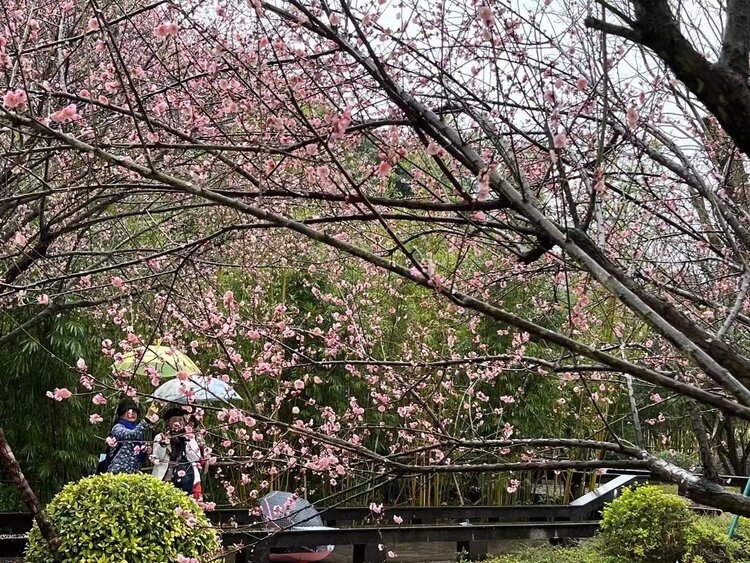 花开元霄正是時（图7）