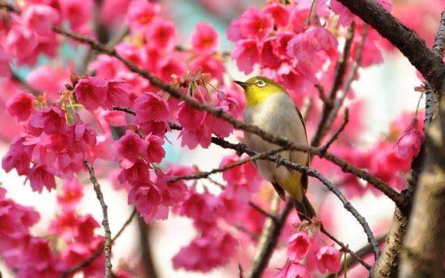 春来花正红（图7）