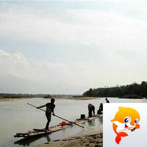 幽兰一箭香(赵放岚)