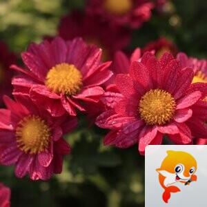 秀水涟漪【爱花家园】