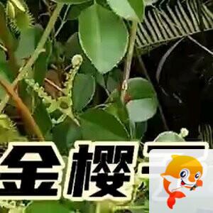 张扬辰