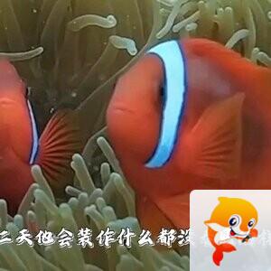 深谷幽兰