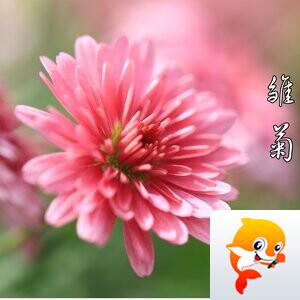 阿东[爱花家园]