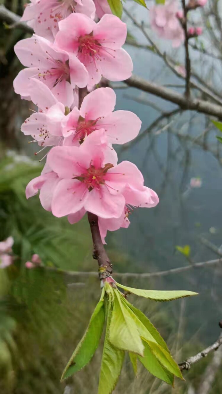 桃花开（图2）