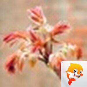 风语原创🎵 এ᭄ꦿ冷暖自知এ