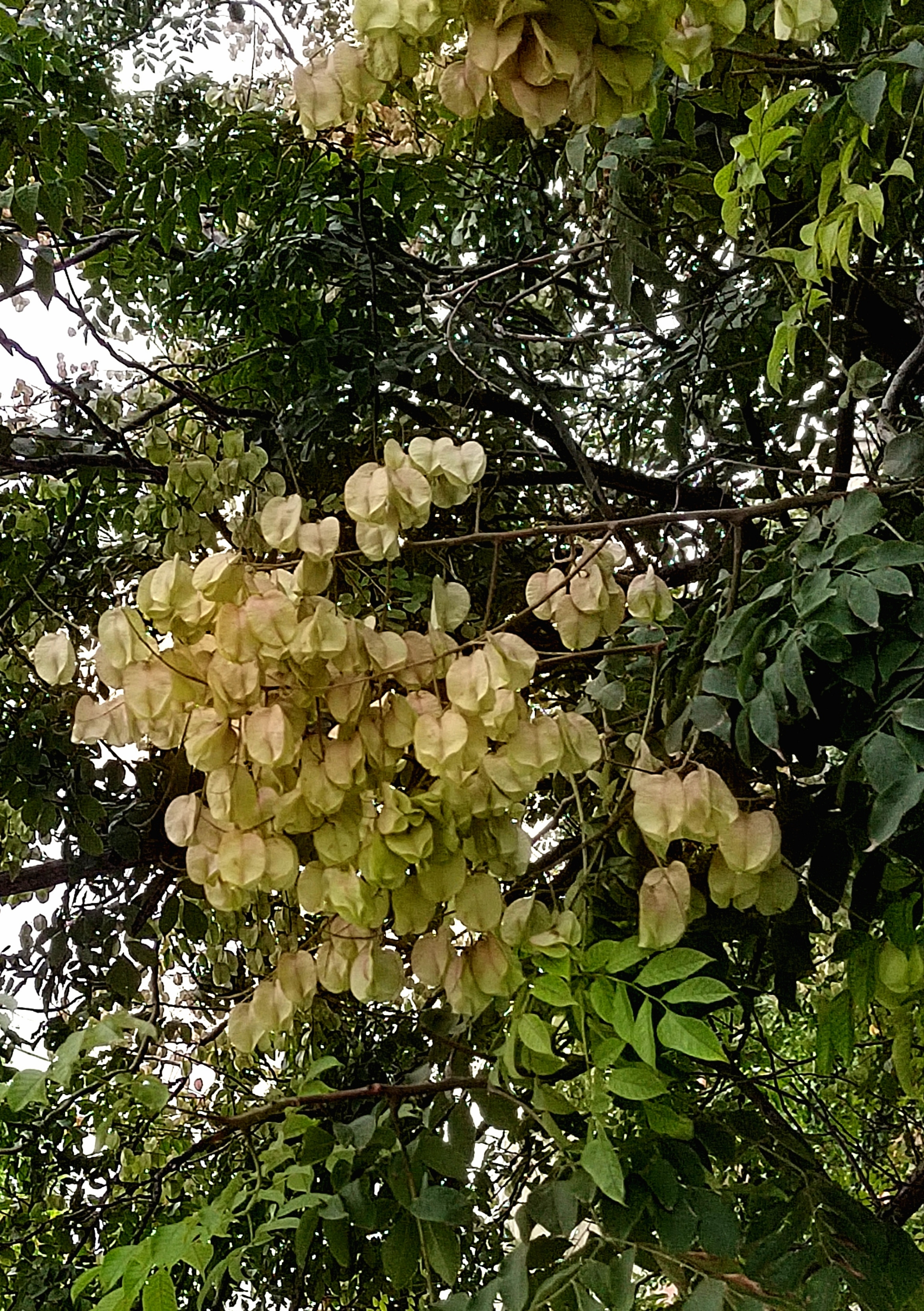 复羽叶栾树,别名:灯笼树,摇钱树 无患子科,栾树属乔木.