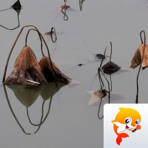 心灵摄影【美摄视界】