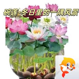 小浅🎤V娱热点