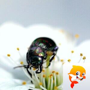 船长