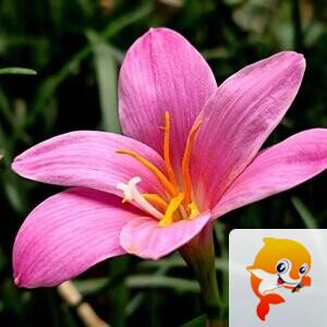 清风[爱花家园]