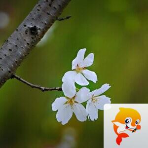 一吨阿婆【爱花家园】