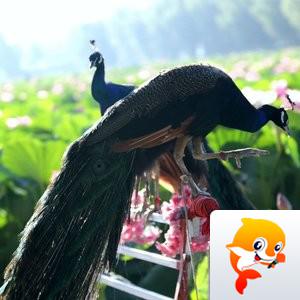 船长