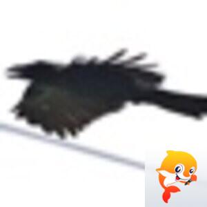 🦅樂寶副族🌈小玉米🔥