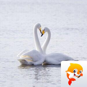 军虎【美摄视界】