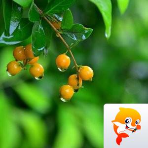 紫色的风（紫宁）