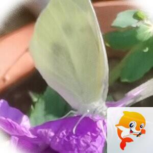 💞心✨援💞开心