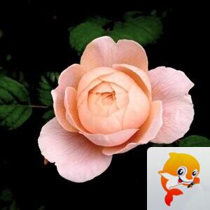 种彩成祥【美摄视界】