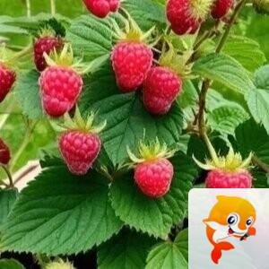 🕊ꦿ❀҉瀟湘府䶭爺🕊ꦿ❀҉