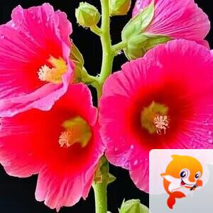 俊友王子
