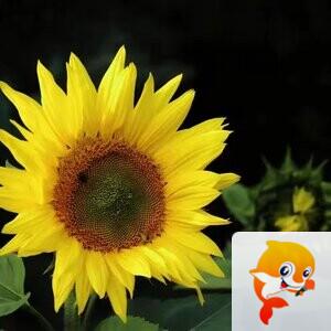 秦之声大秦社静香