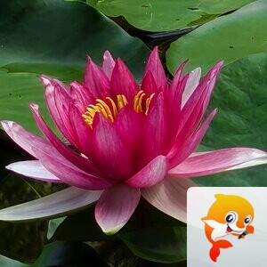 💞风雅颂🎋开花