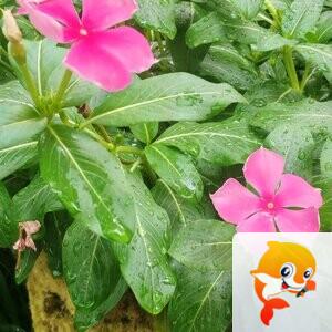 纳兰＿🎤V娱热点