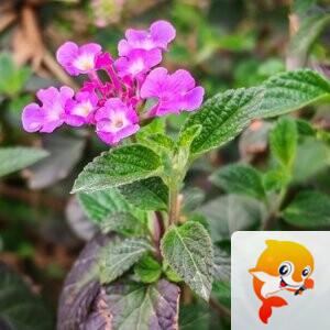 纳兰＿🎤V娱热点