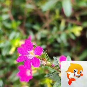 纳兰＿🎤V娱热点