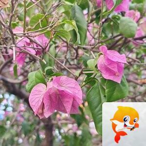 纳兰＿🎤V娱热点