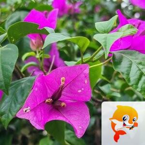 纳兰＿🎤V娱热点