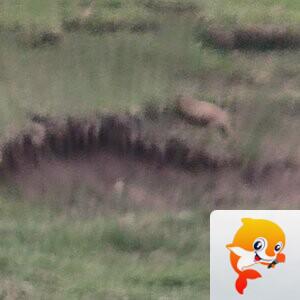 秦声韵🐬平安🌲