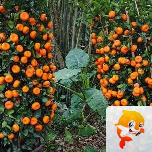 土魂竹韵【美摄视界】