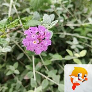 纳兰＿🎤V娱热点