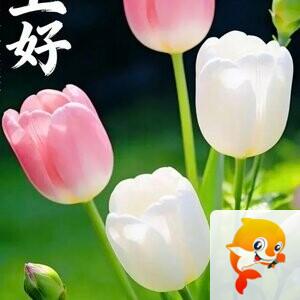🌹🌹为爱相随4