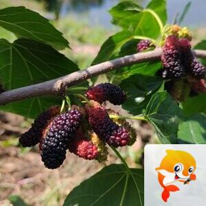 纳兰＿🎤V娱热点