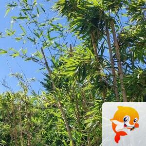 纳兰＿🎤V娱热点