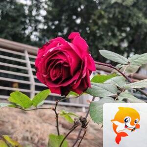 纳兰＿🎤V娱热点