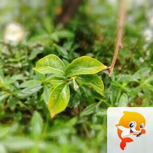 纳兰＿🎤V娱热点