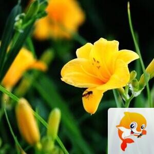 芭妮(Bunny)