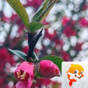 纳兰＿🎤V娱热点