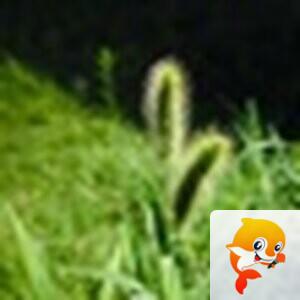 朗声之韵—阳光丽人