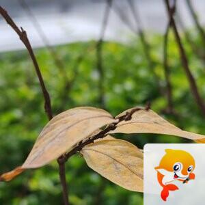 纳兰＿🎤V娱热点