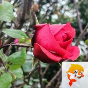 纳兰＿🎤V娱热点