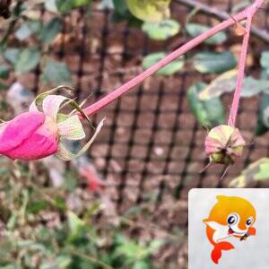 纳兰＿🎤V娱热点