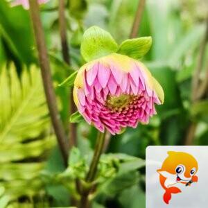 纳兰＿🎤V娱热点