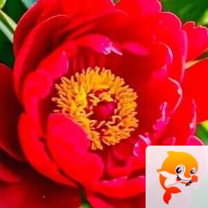 俊友王子