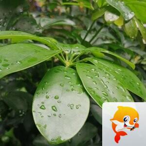 纳兰＿🎤V娱热点