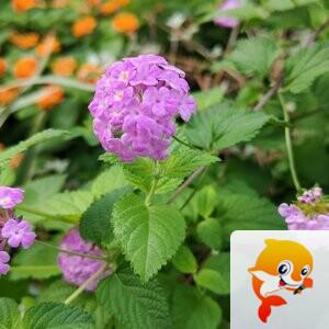 纳兰＿🎤V娱热点