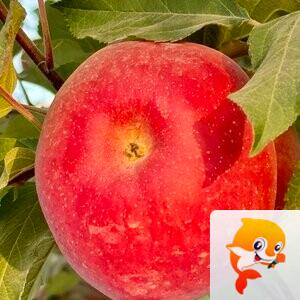 家族🌺家族招新号